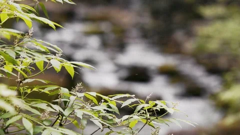 Small riverbank, forest Stock Footage 73779911