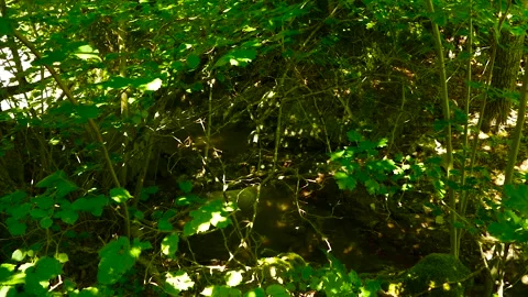 A small riverin the forest Stock Footage 184907083