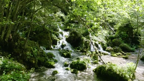 Small Rivers Floating in the Middle of The Woods Surrounded Big Tree Roots. Stock Footage 168497771