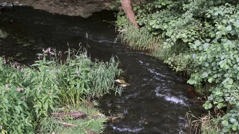 Small rivers with tree and grass. Stock Footage 114628607