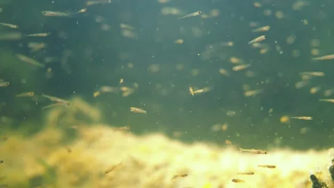 Small roach fry swimming close to camera Stock Footage 270482077