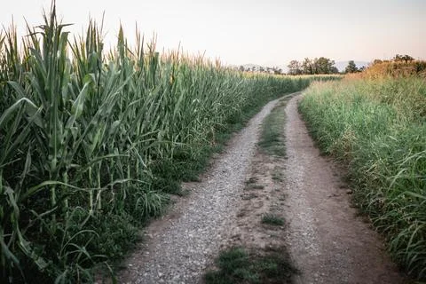 Small road between corn fields in italy Stock Photos