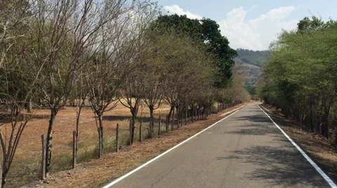 Small road between a trees path Video stock 63750085