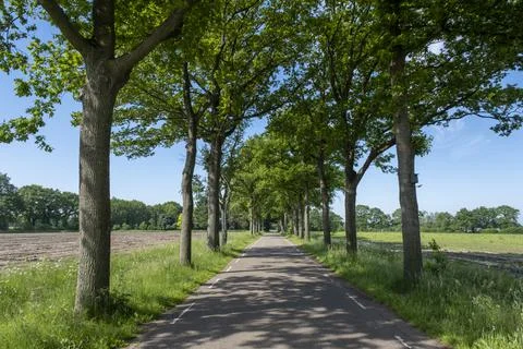 A small road between trees in a typical dutch landscape on a bright sunny day Stock Photos