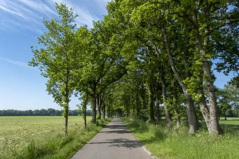A small road between trees in a typical dutch landscape on a bright sunny day Stock Photos