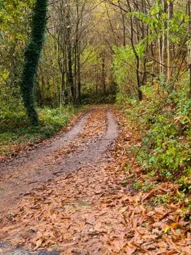 Small road in the forest Stock Photos