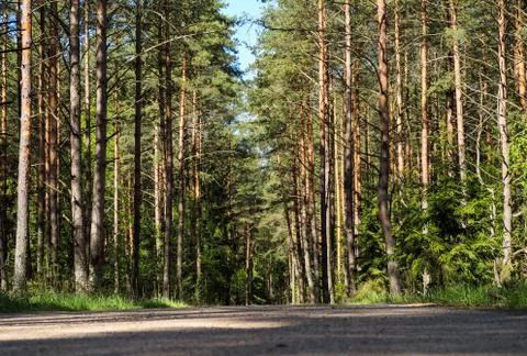 Small road leading through the forest. Stock Photos