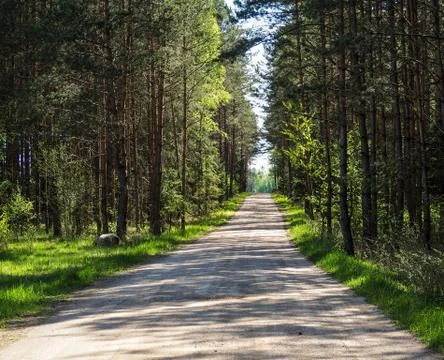 Small road leading through the forest. Stock Photos