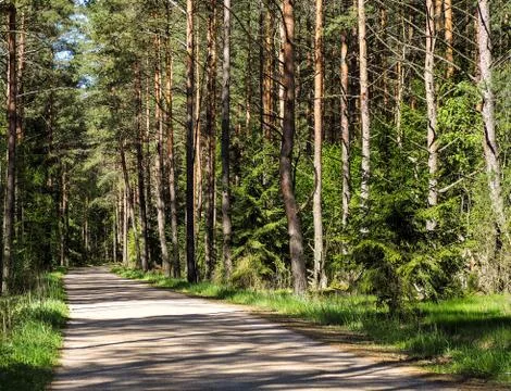 Small road leading through the forest. Stock Photos