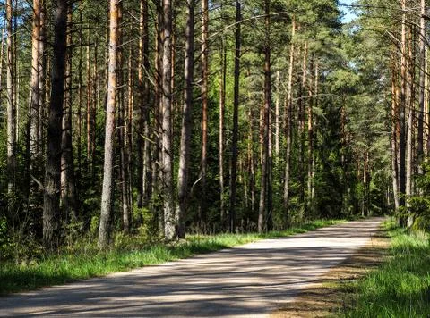 Small road leading through the forest. Stock Photos