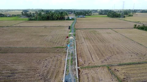 Small road in the middle of rice fields as an access road for farmers Stock Footage 253366624