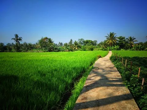 Small road in the middle of rice fields Stock Photos