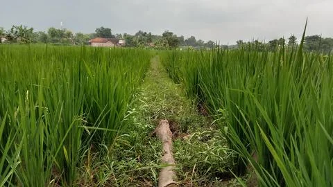 Small road in the middle of the rice fields Stock Photos