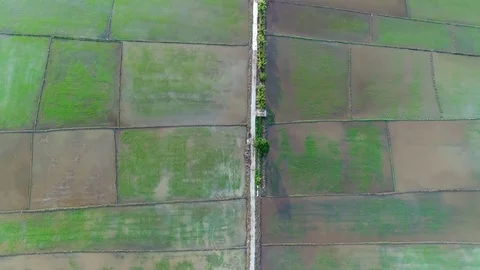 A small road in the middle of vast area of farmland. Видео 79796002
