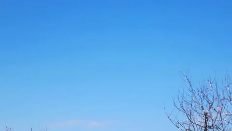 Small road surrounded by almond tree flowers on a sunny day Video stock 169252953