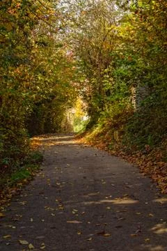 Small road through autumn forest Stock Photos
