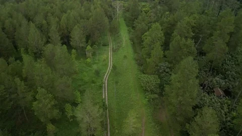Small roads in the middle of dense natural pine forest in the mountain hills Video stock 290943650