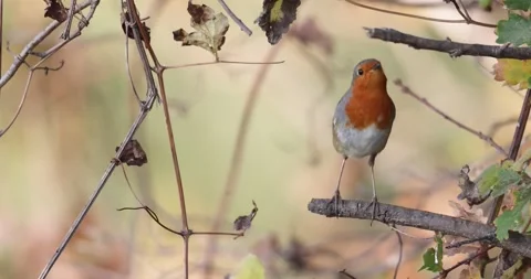 Small Robin Bird Jumping from One Twig to Another Upwards Stock Footage 324587309