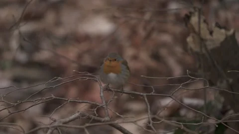 Small Robin bird perched on branch in forest Stock Footage 327620632