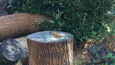 A Small Robin Feeding On A Log 動画素材 70884553
