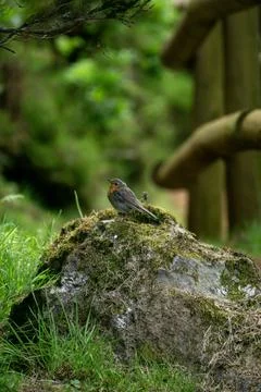 A small robin perches on a moss-covered rock in a lush forest setting Stock Photos