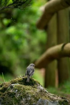 A small robin sits on a moss-covered rock in a lush, green forest Stock Photos