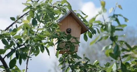 Small robin-sized bird emerges from birdbox Stock Footage 118307868
