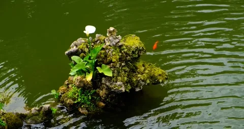 Small rock formation rises from green still pond, single white calla lily, fish. Stock Footage 309654476