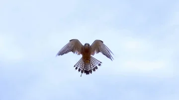 Small Rock Kestrel Falcon hovering in the middle of frame slow motion 250 fps Vídeo Stock 85513413