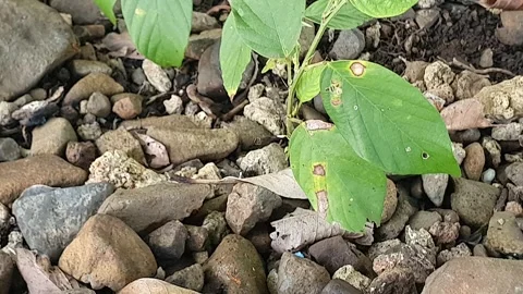 Small rock patterns on the ground Stock Footage 310813103