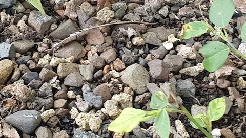 Small rock patterns on the ground Stock Footage 310814515