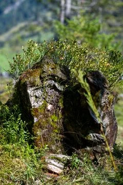 Small rock with plants Stock Photos