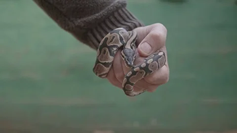 Small rock python held by male hand against green wall Stock Footage 84201523