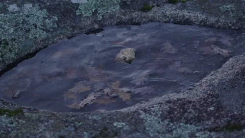 Small Rock Splashing On A Puddle In A Boulder With Submerged Brown Leaves Stock Footage 325774423