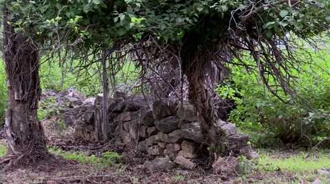 Small rock wall under tree on cloudy day Stock Footage 53311779