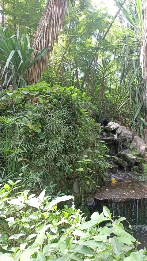 Small Rock Waterfall at Bouknadel Exotic Gardens Stock Footage 343689507