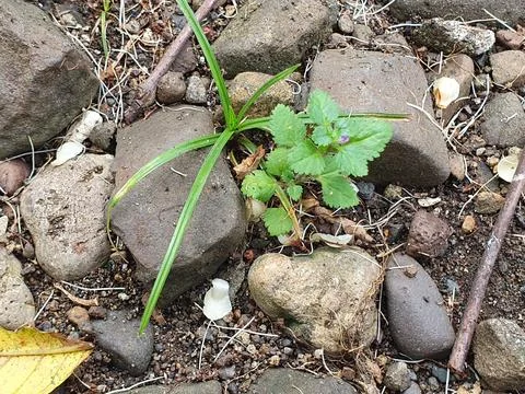 Small rocks on the ground Foto stock
