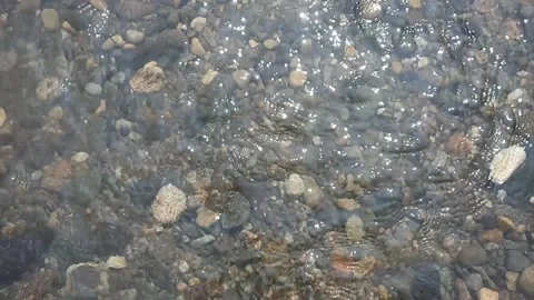 Small rocks in a very clear and calm river flow Stock Footage 195973896
