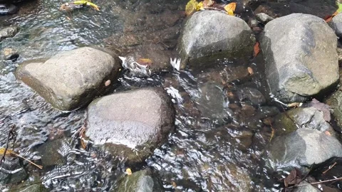 Small, rocky river in the village Stock Footage 331245341