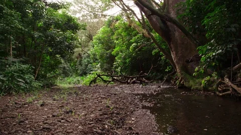 Small, rocky stream bed flanked by lush, rainforest trees and vegetation. Stock Footage 80612197