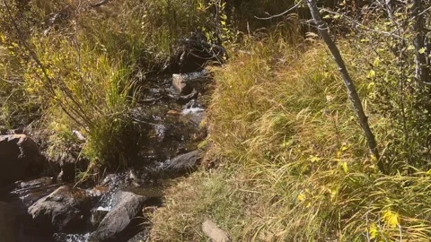 Small rocky stream flows through autumn grasses Stock Footage 273176501