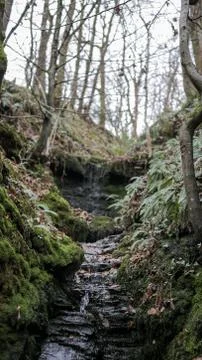 Small Rocky Stream in a Spooky Forest Stock Photos