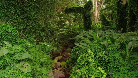 Small, rocky stream, vegetation, tilt up to rainforest canopy trees. Stock Footage 80606545