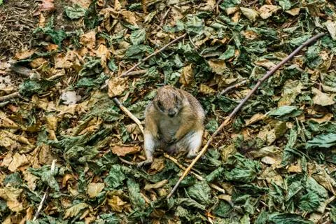 Small rodent on the ground Stock Photos