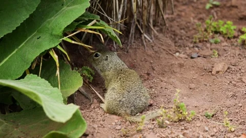 Small rodent ground squirrel foraging and moving in natural habitat Stock Footage 313353889