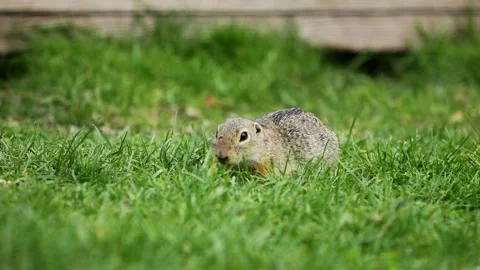 Small rodent ground squirrel foraging and moving in natural habitat Stock Footage 317040098