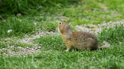Small rodent ground squirrel foraging and moving in natural habitat Stock Footage 317040268