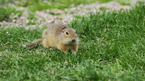 Small rodent ground squirrel foraging and moving in natural habitat Stock Footage 317040289