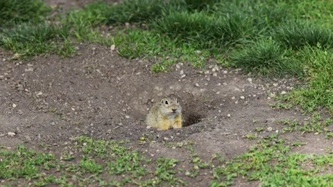 Small rodent ground squirrel foraging and moving in natural habitat Stock Footage 317040451