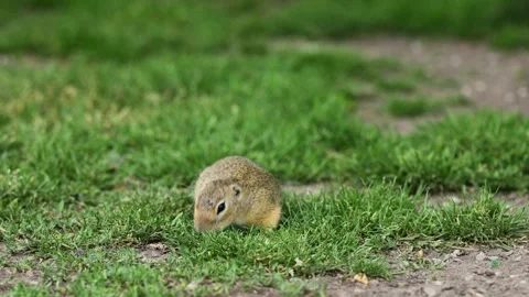 Small rodent ground squirrel foraging and moving in natural habitat Stock Footage 317040461